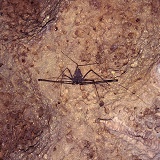 Cave Whip scorpion