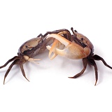 Fiddler Crabs fighting