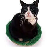 Black-and-white cat sitting in a cat bed