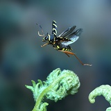 Wasp Beetle in flight