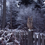 Long-eared Owl on fence
