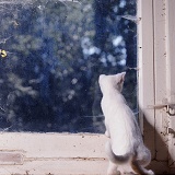 White kitten looking out of a window