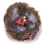 Great Tit nest, Day