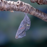 Red Admiral hatch - pupa ready