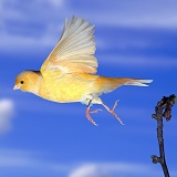 Canary in flight