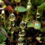 Rain on moss closeup