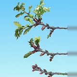 Oak twig growth series