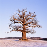 Ockley Oak - Winter 2004