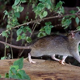 Rat carrying baby