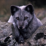 Arctic Fox portrait