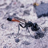 Sand Wasp excavating