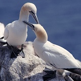 Gannet pair mutual preening