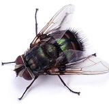 Giant Greenbottle Fly