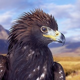 Golden Eagle portrait