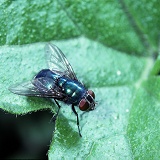 Greenbottle Fly basking on a leaf