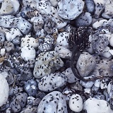 Seaweed Flies on pebbles