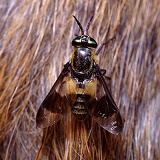Golden-eyed Horsefly