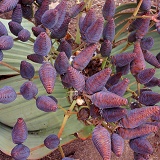 Welwitschia