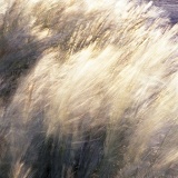 Grasses blowing in the wind