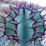 Euphorbia spines