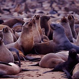 Cape Fur Seal colony