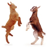 Goat kids prancing