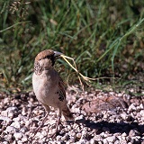 Sociable Weaver with nesting material