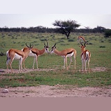 Springbok rams nose-to-nose