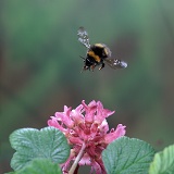 Meadow Bumblebee and flowering currant