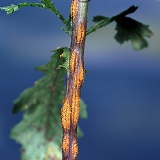 Rust fungus on groundsel