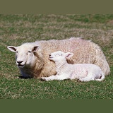 Sheep and sleepy lamb