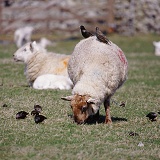 Sheep and starlings