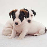 Jack Russell Terrier pups, 8 weeks old