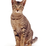 Oriental Tabby female cat