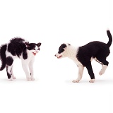 Black-and-white kitten and puppy meeting