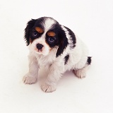 Cavalier King Charles puppy