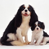 Cavalier King Charles mother and pup