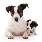 Jack Russell Terrier and pup