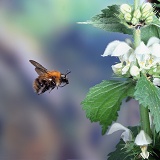 Carder Bee and deadnettle