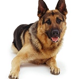 Alsatian lying with head up