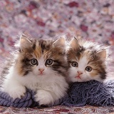 Persian cross kitten pair