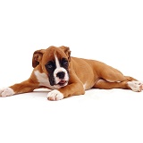 Boxer puppy, lying with head up