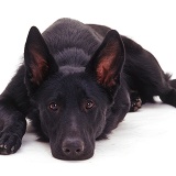 Black Alsatian with his chin on the floor
