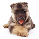 Alsatian puppy with paws crossed
