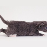 Blue kitten