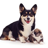 Corgi mother and puppy