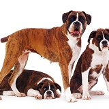 Boxer and pups