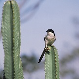 Fiscal Shrike with cricket