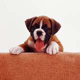 Boxer pup with feet up