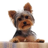 Yorkshire Terrier pup with its paws up